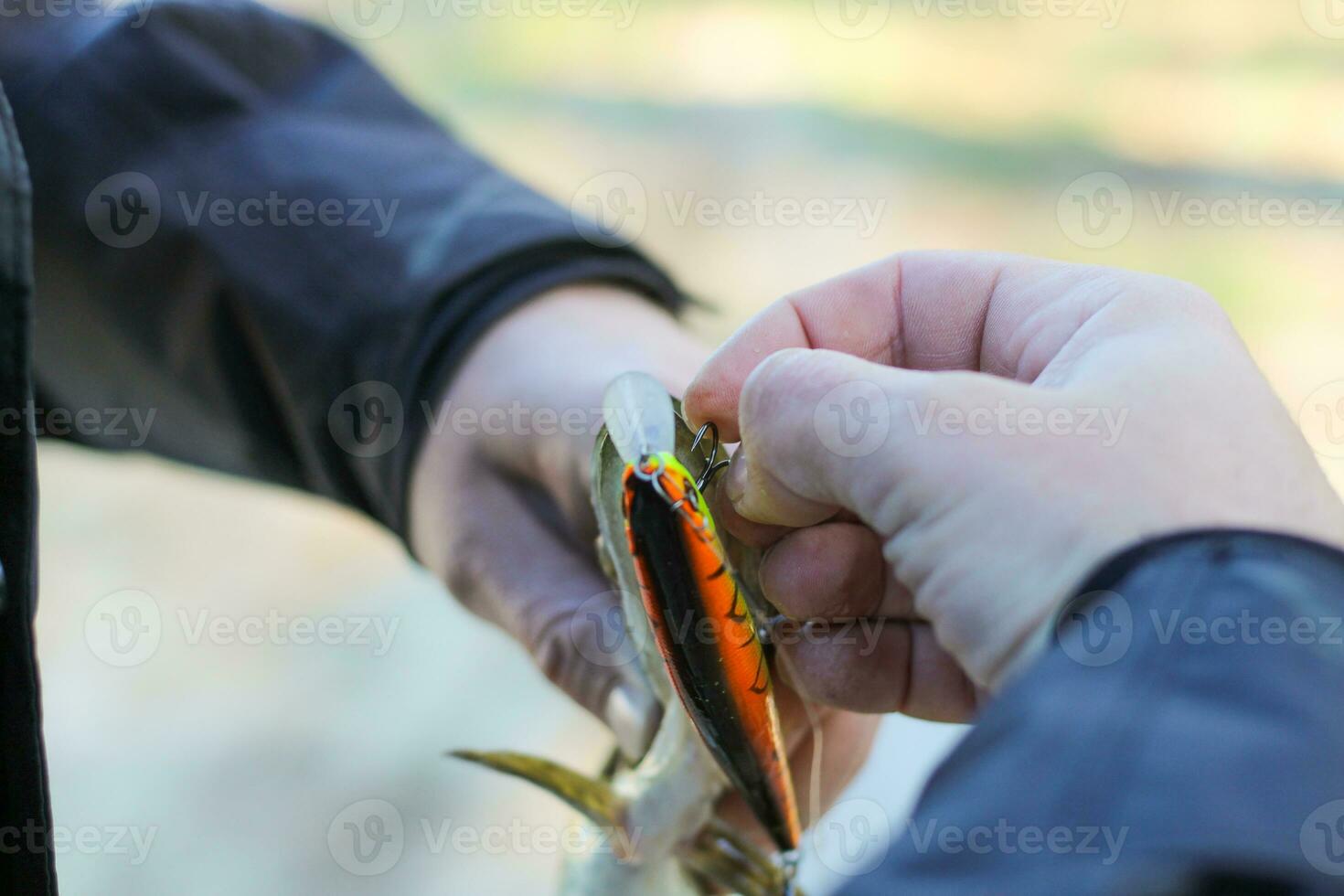 The fisherman removes the caught pike fish from the hook photo