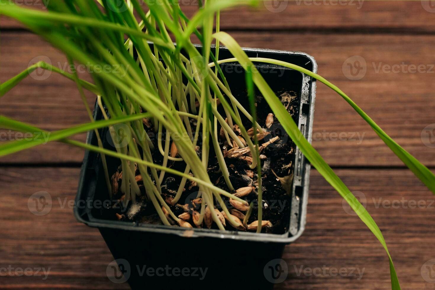 Sprouted wheat vitamin grass for animals, for cats. photo