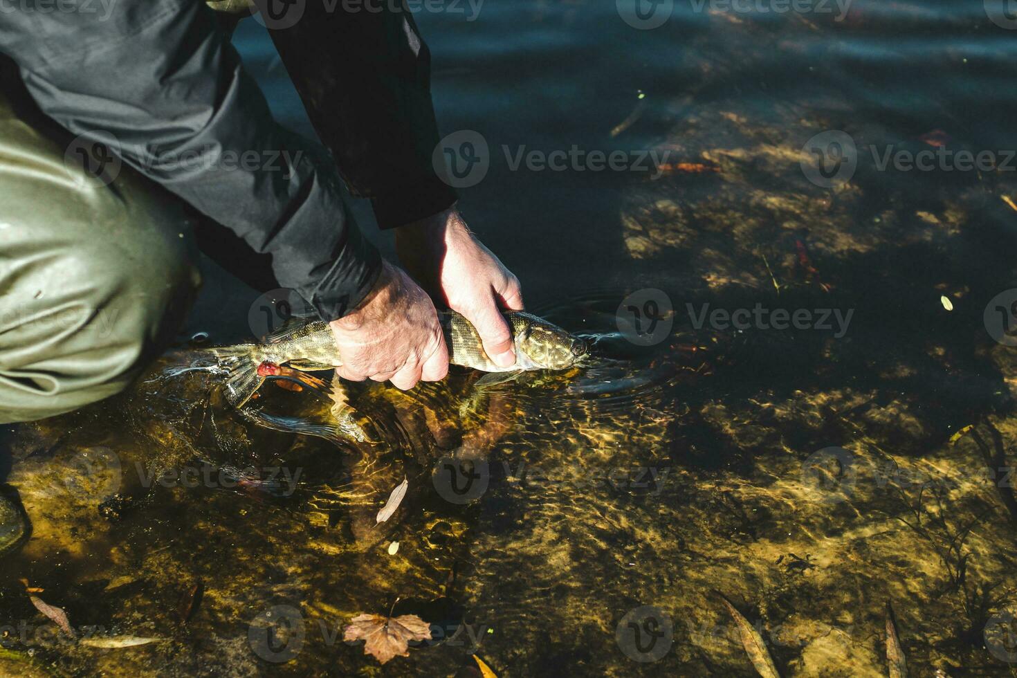 The fisherman releases the caught pike fish back into the river. photo
