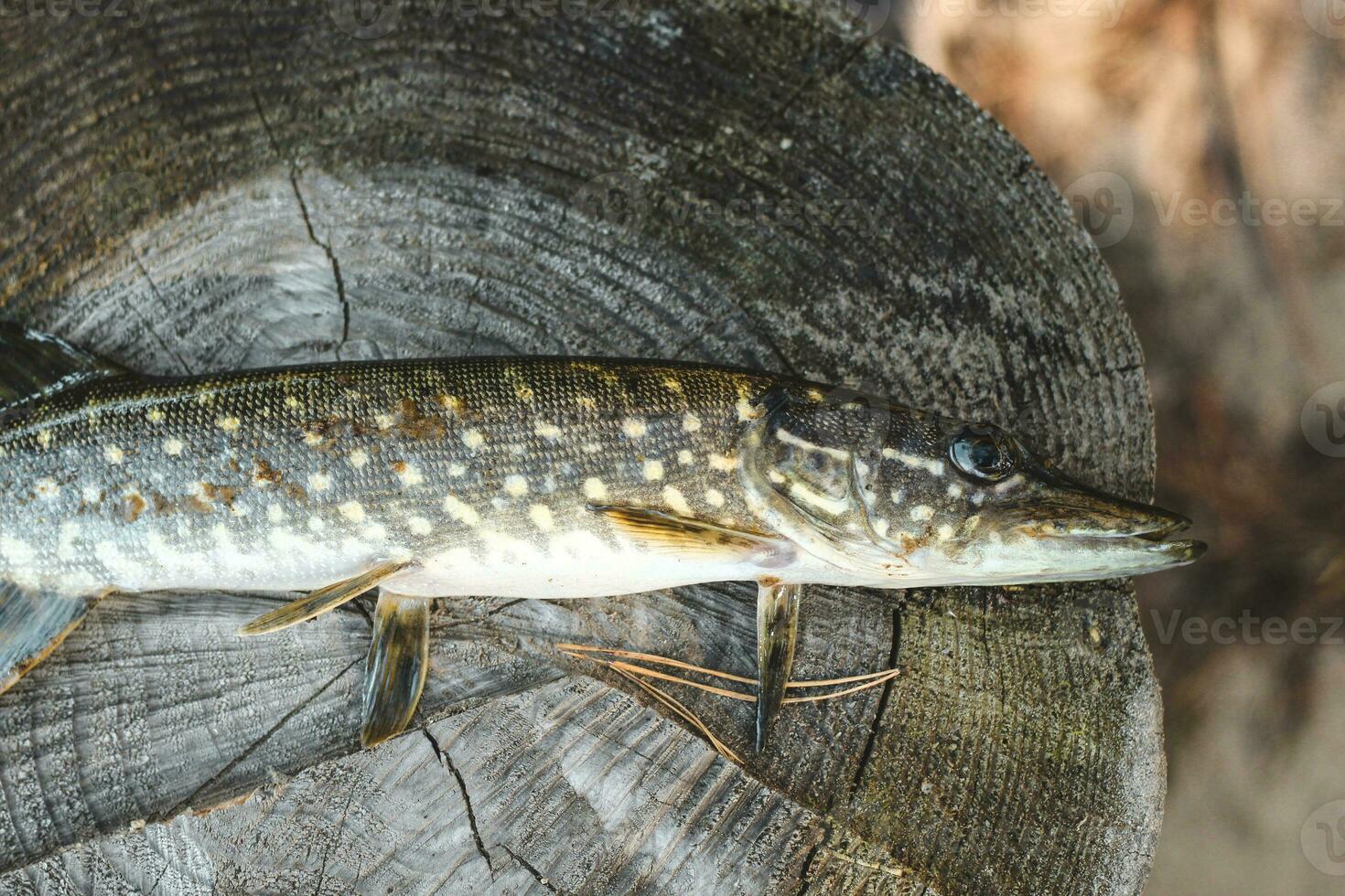 Pike fish caught by a fisherman with a wound from a bite, illness. photo