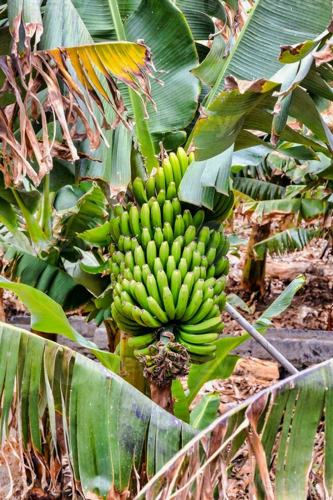 a banana tree with many green bananas photo