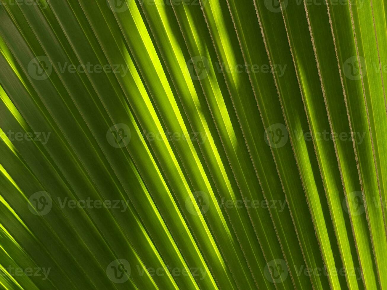 Close up Beautiful Palm Leaf Background with Light Beam. photo