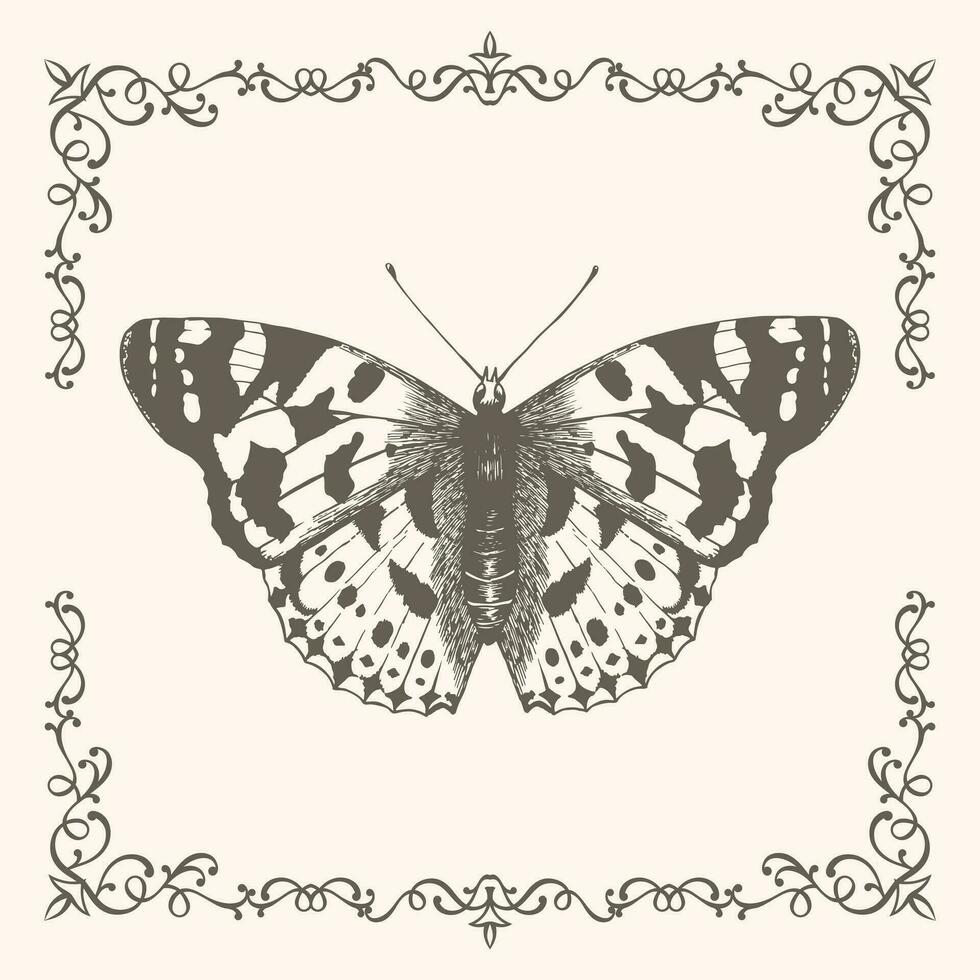 Hand drawn butterfly in a beautiful frame vector