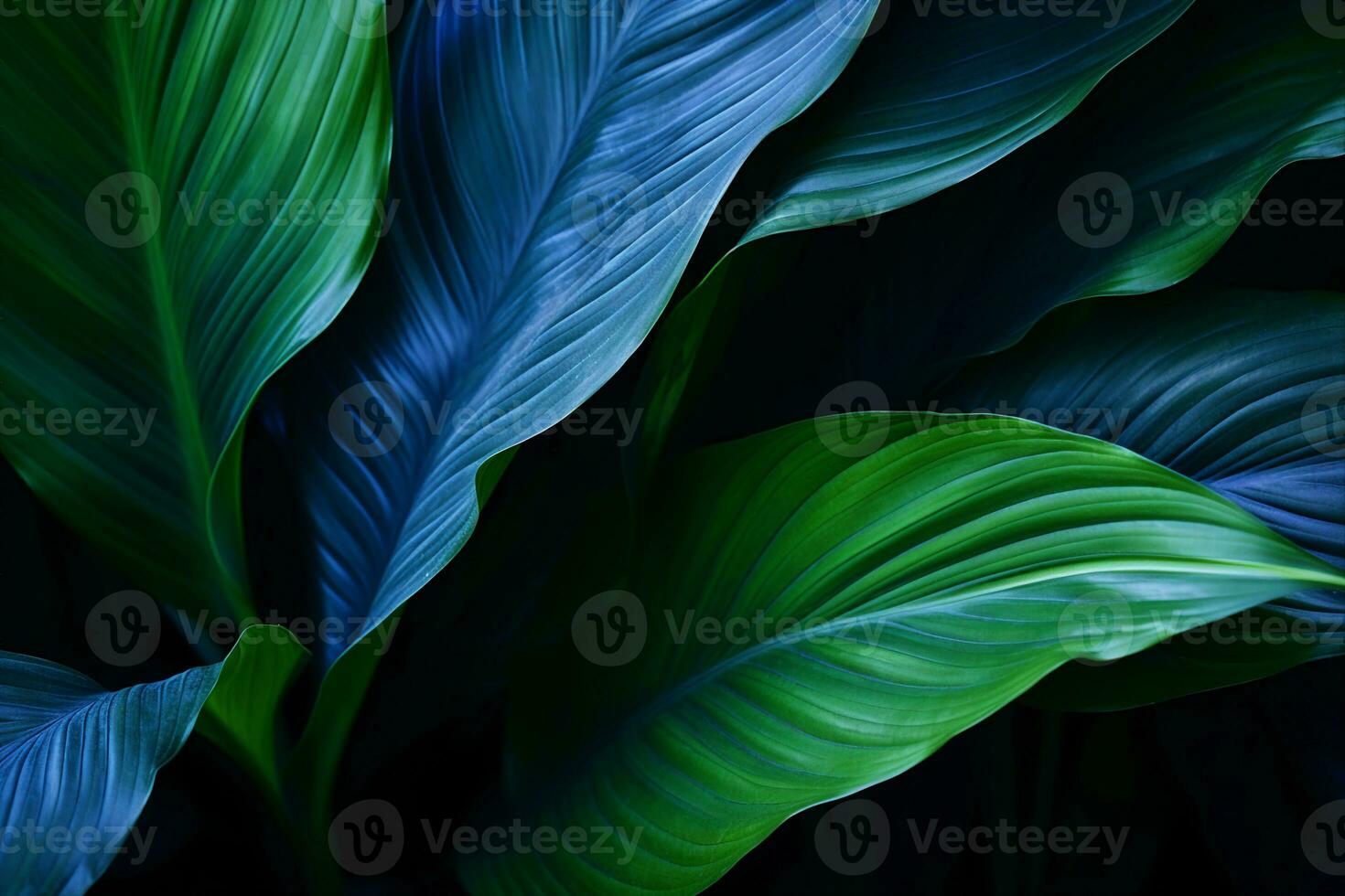 Close-up detail macro texture bright blue green leave tropical forest plant spathiphyllum cannifolium in dark nature background.Curve leaf floral botanical abstract desktop wallpaper. generative ai. photo