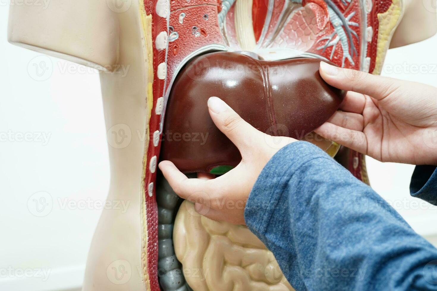 Asian student learning with human body model in anatomy biology in classroom at high school. photo