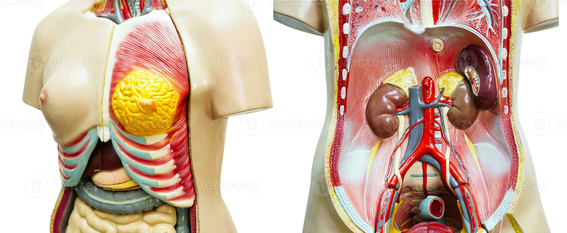 Human body anatomy organ model isolated on white background for study education medical course. photo