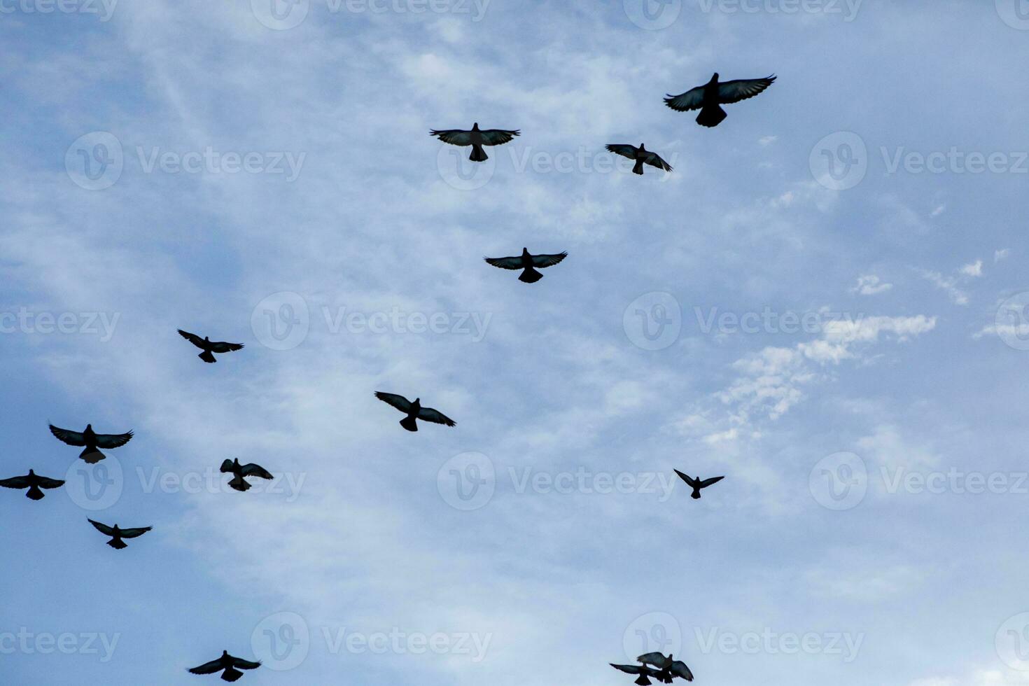 flock of flying pigeon against blue sky photo