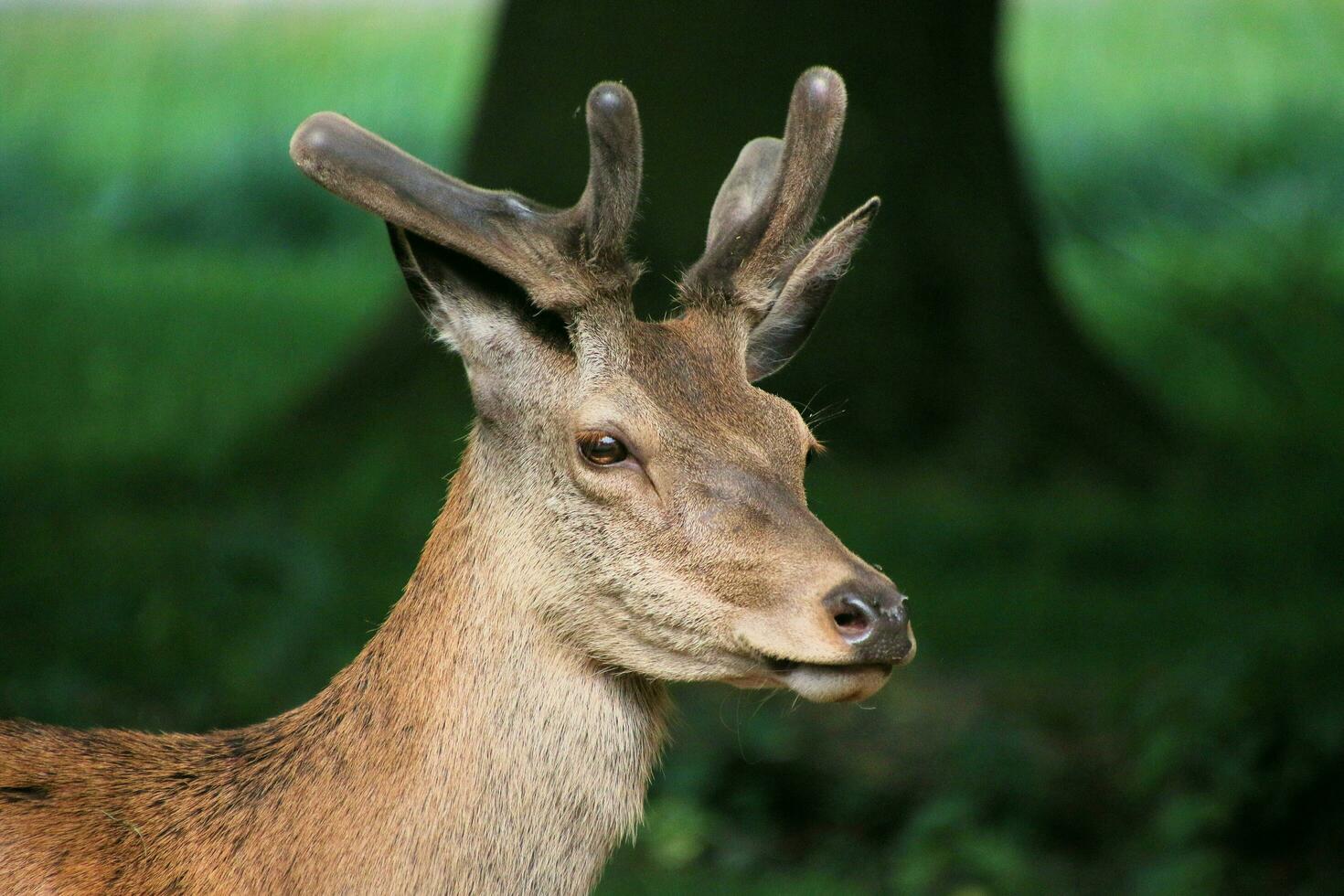 A view of a Red Deer in the wild in Cheshire photo