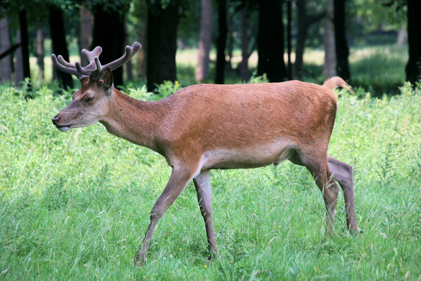A view of a Red Deer in the wild in Cheshire photo