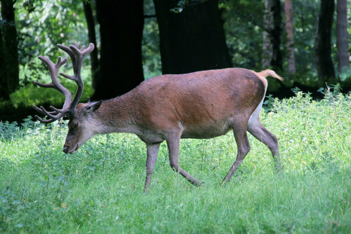 A view of a Red Deer in the wild in Cheshire photo