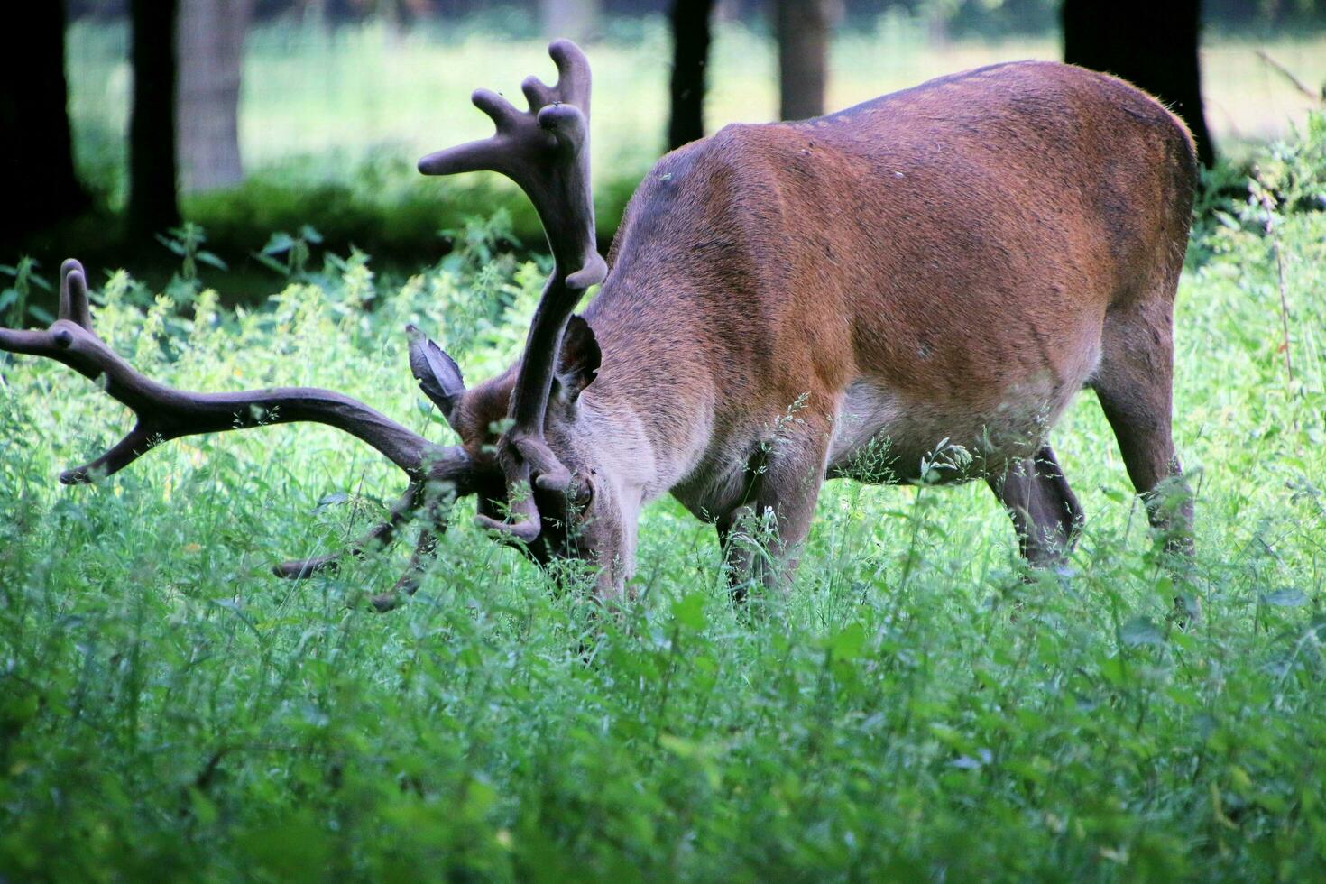 A view of a Red Deer in the wild in Cheshire photo