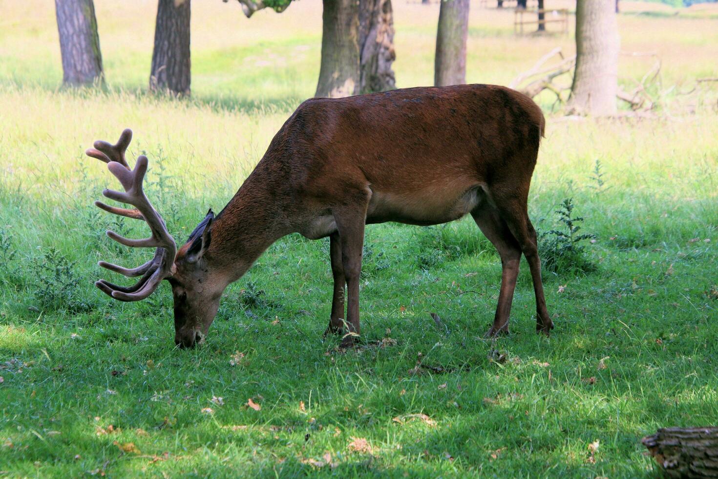 A view of a Red Deer in the wild in Cheshire photo