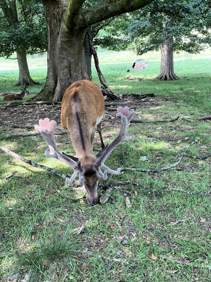 A view of a Red Deer in the wild in Cheshire photo