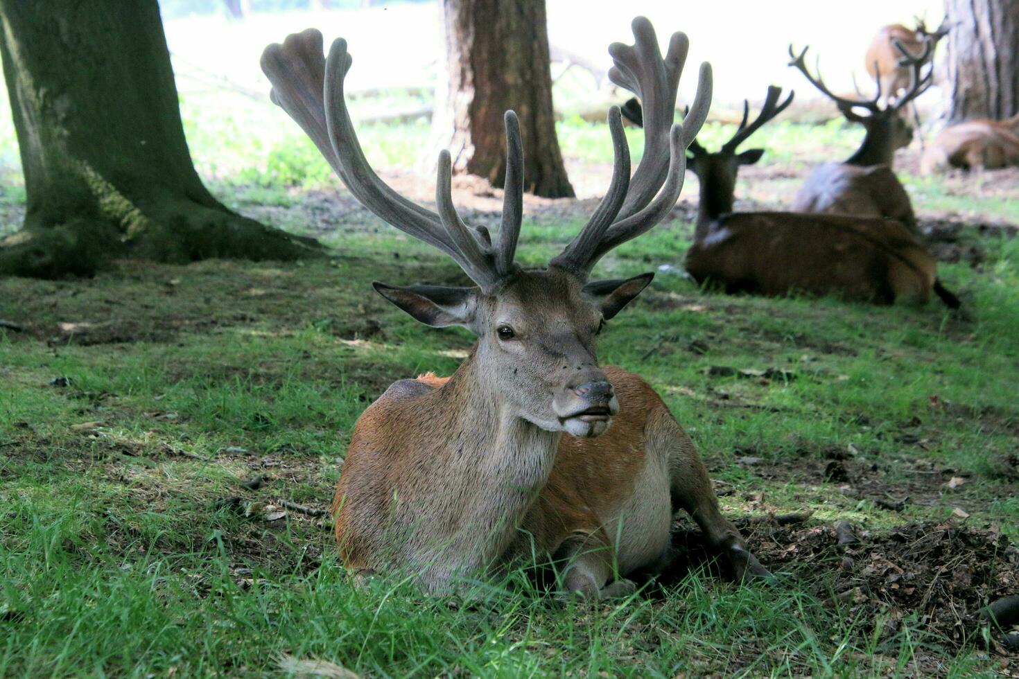 A view of a Red Deer in the wild in Cheshire photo