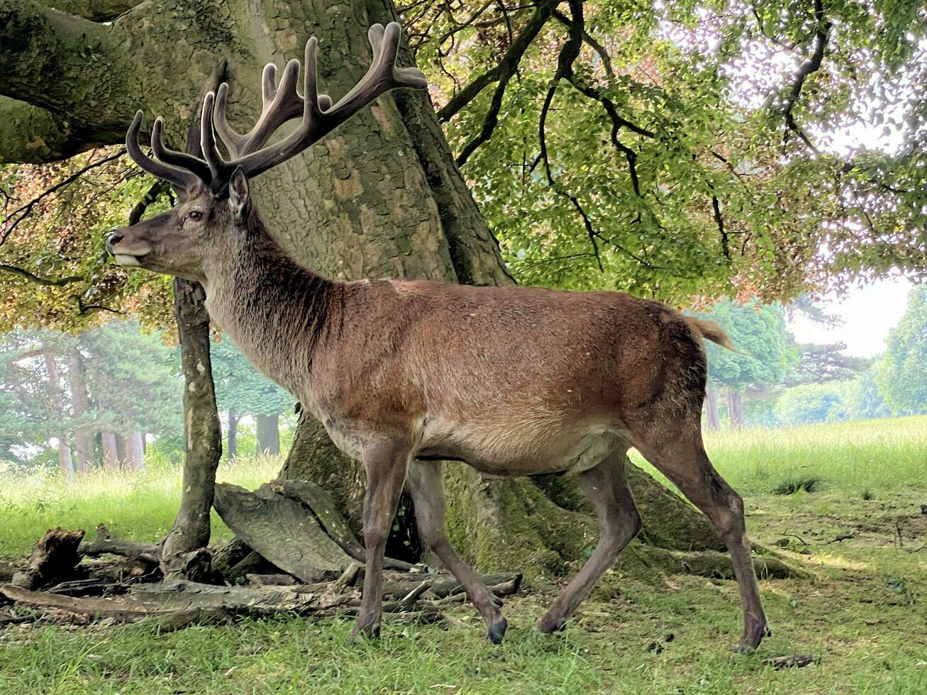 A view of a Red Deer in the wild in Cheshire photo