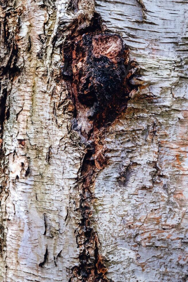 Deciduous tree bark. Textural background photo