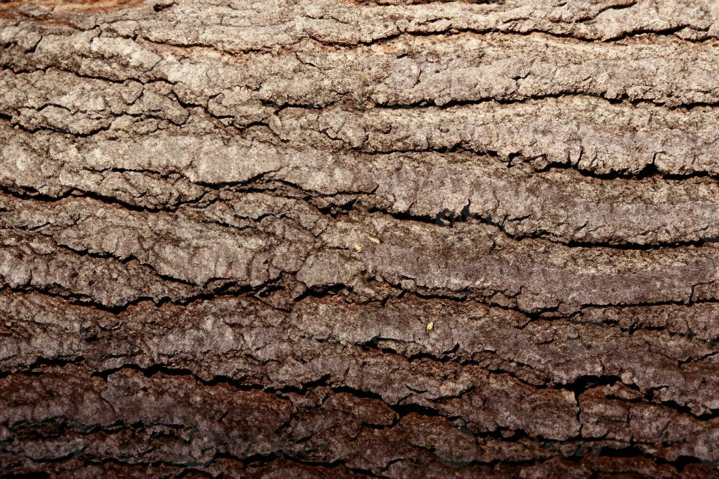 Deciduous tree bark. Textural background photo