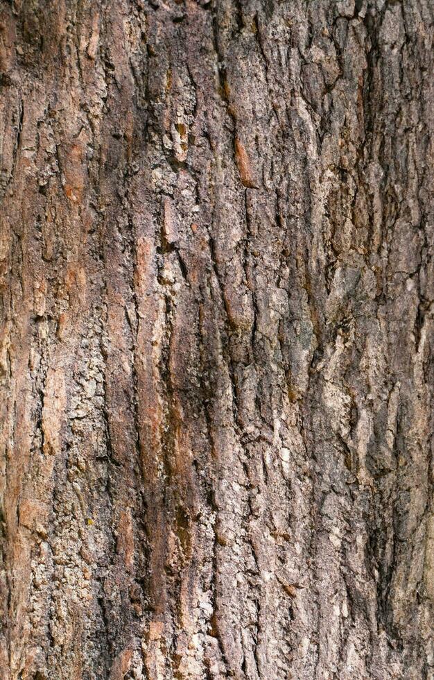 Deciduous tree bark. Textural background photo