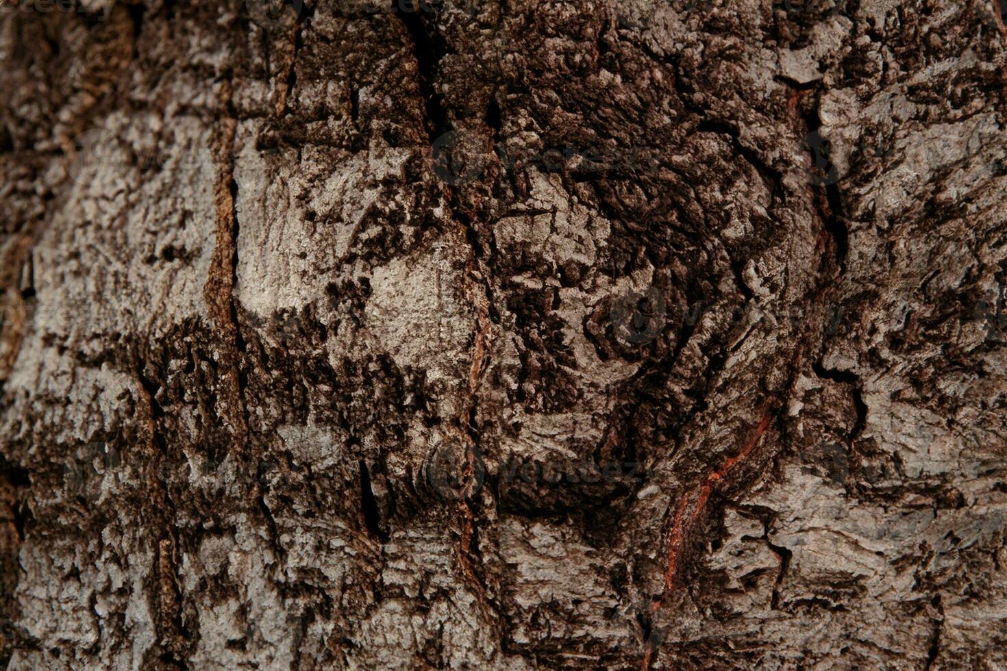 Deciduous tree bark. Textural background photo