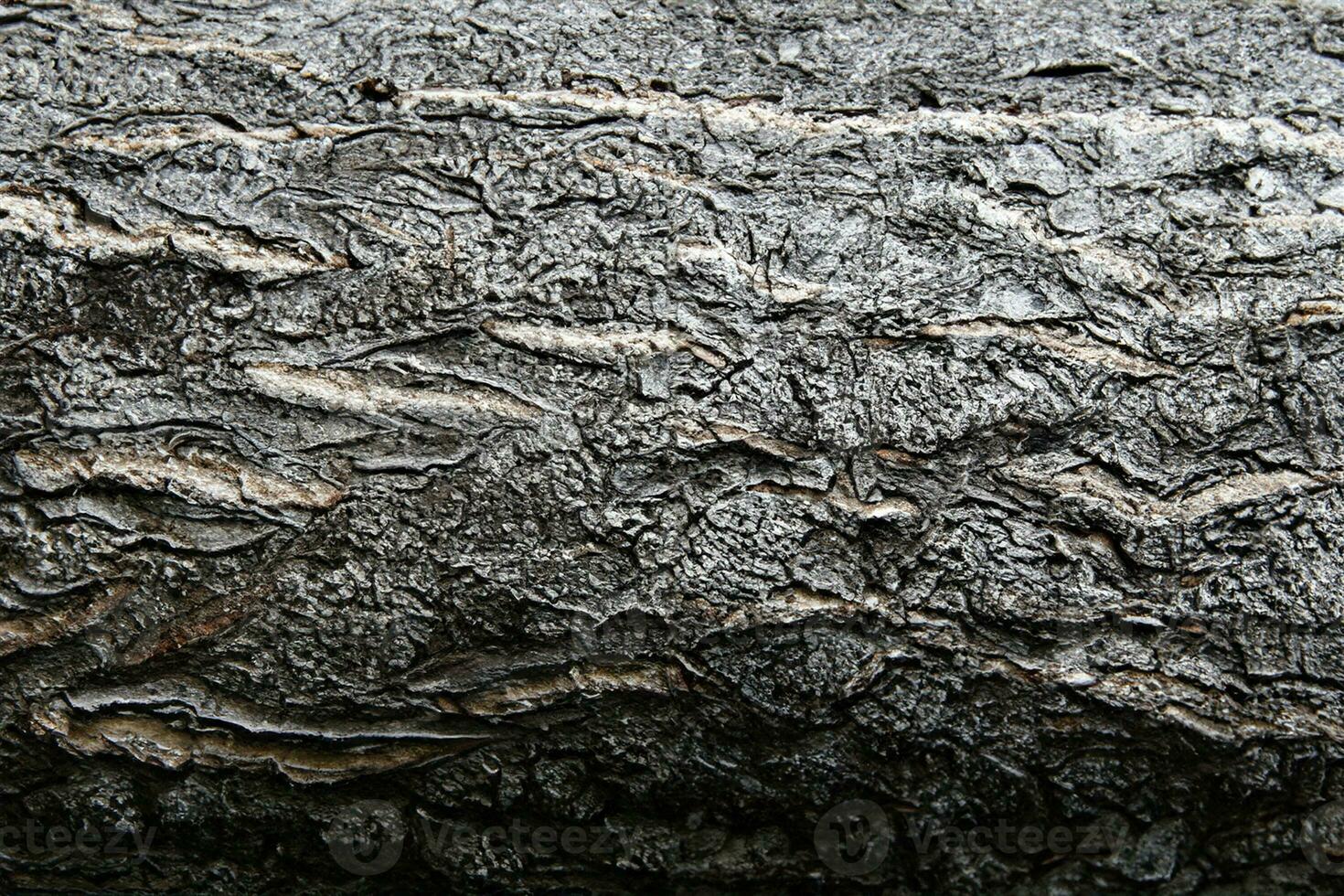 Deciduous tree bark. Textural background photo