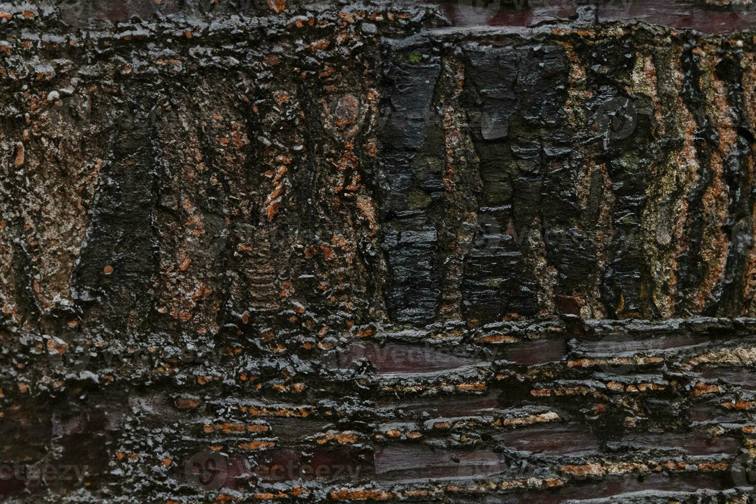 Deciduous tree bark. Textural background photo