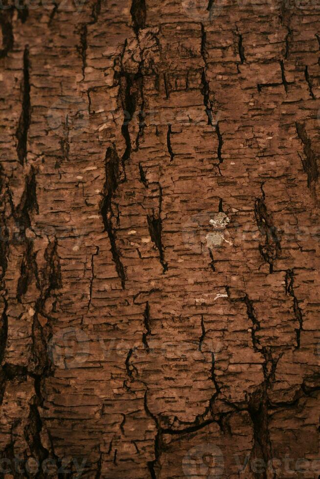 Deciduous tree bark. Textural background photo