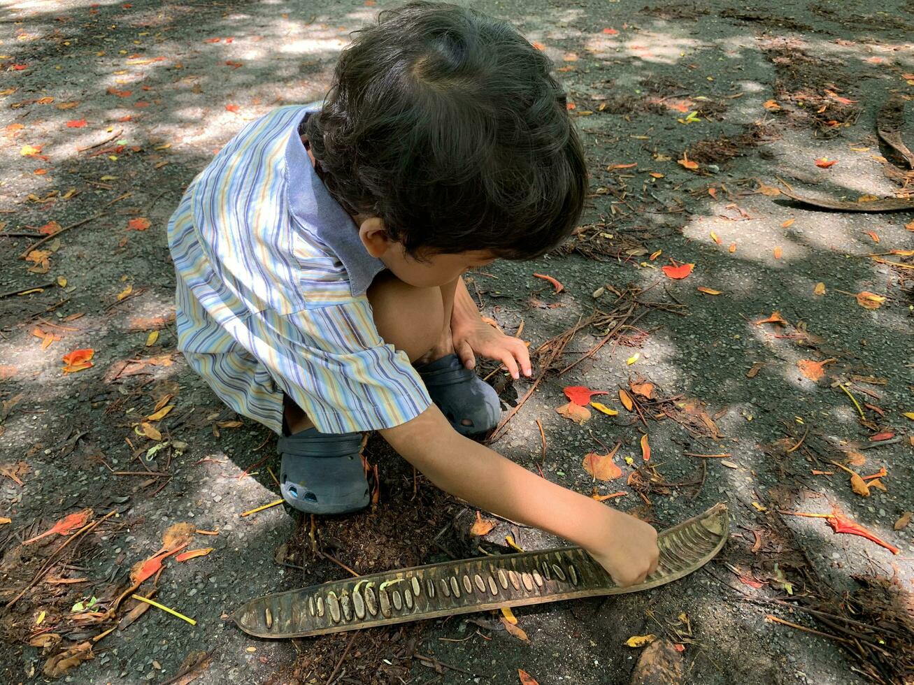 Asian boys are playing seeds that fall from trees photo