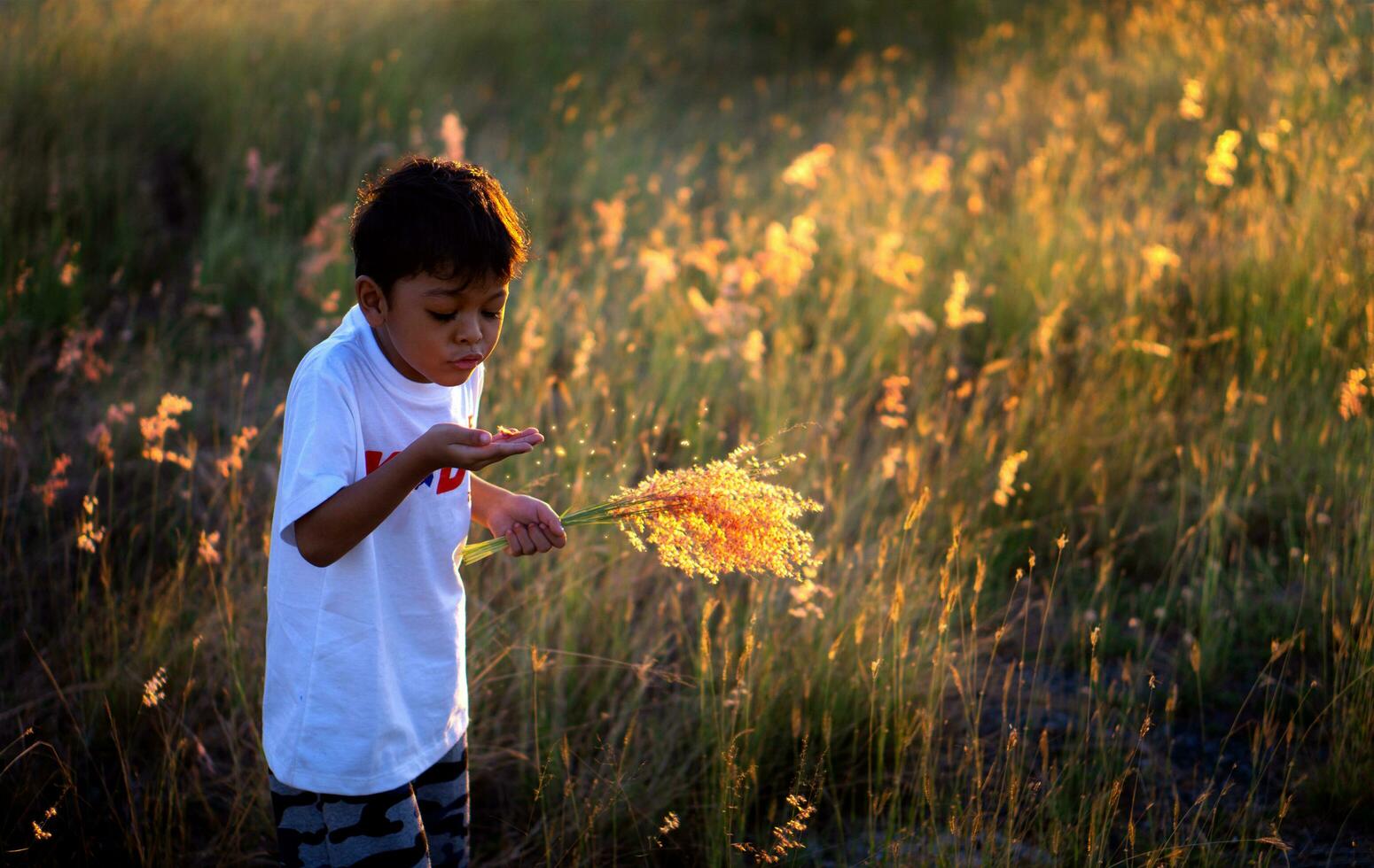 An Asian boy Blowing grass flowers photo