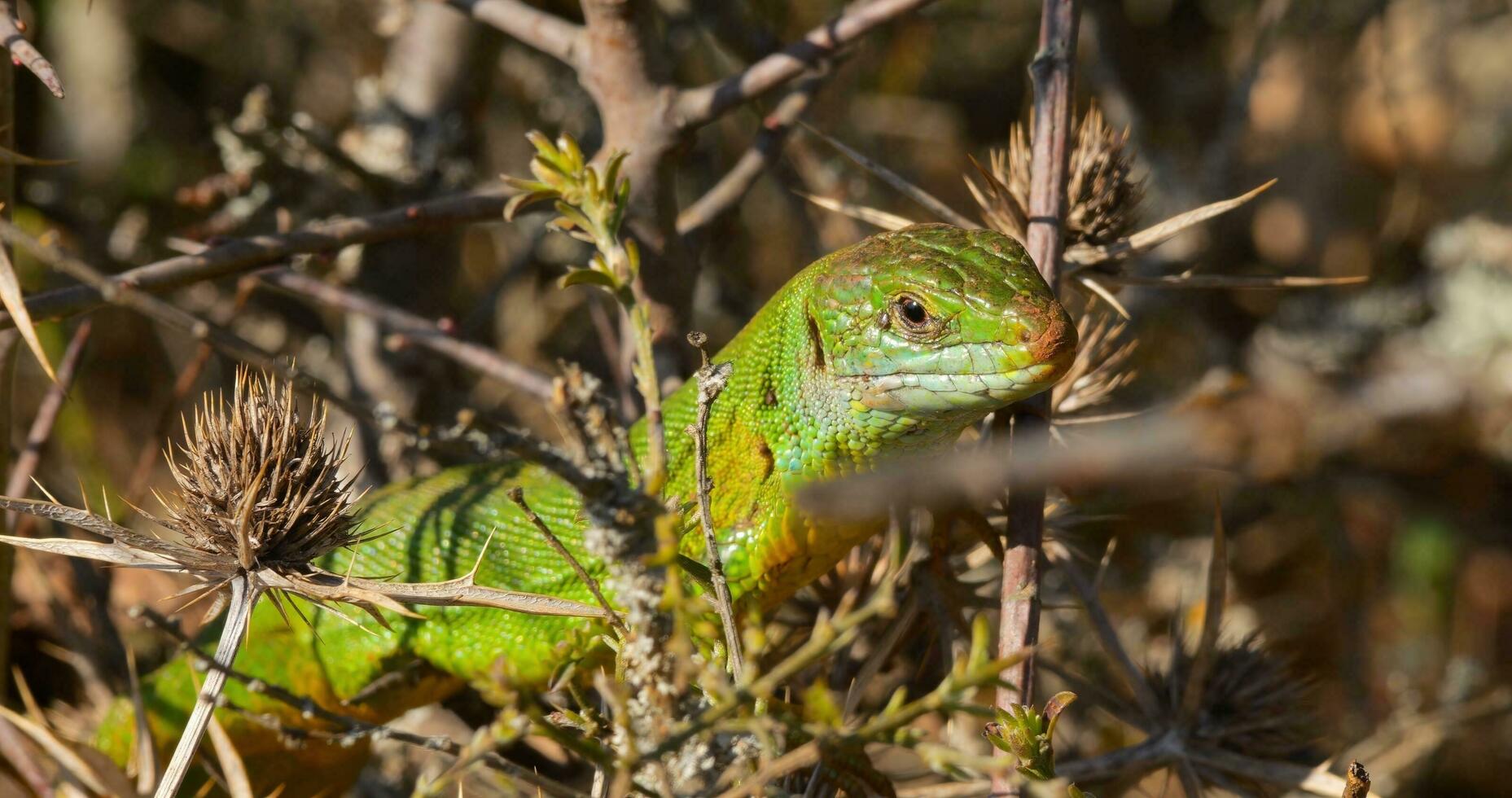 portrait of a green lizard in wild nature photo