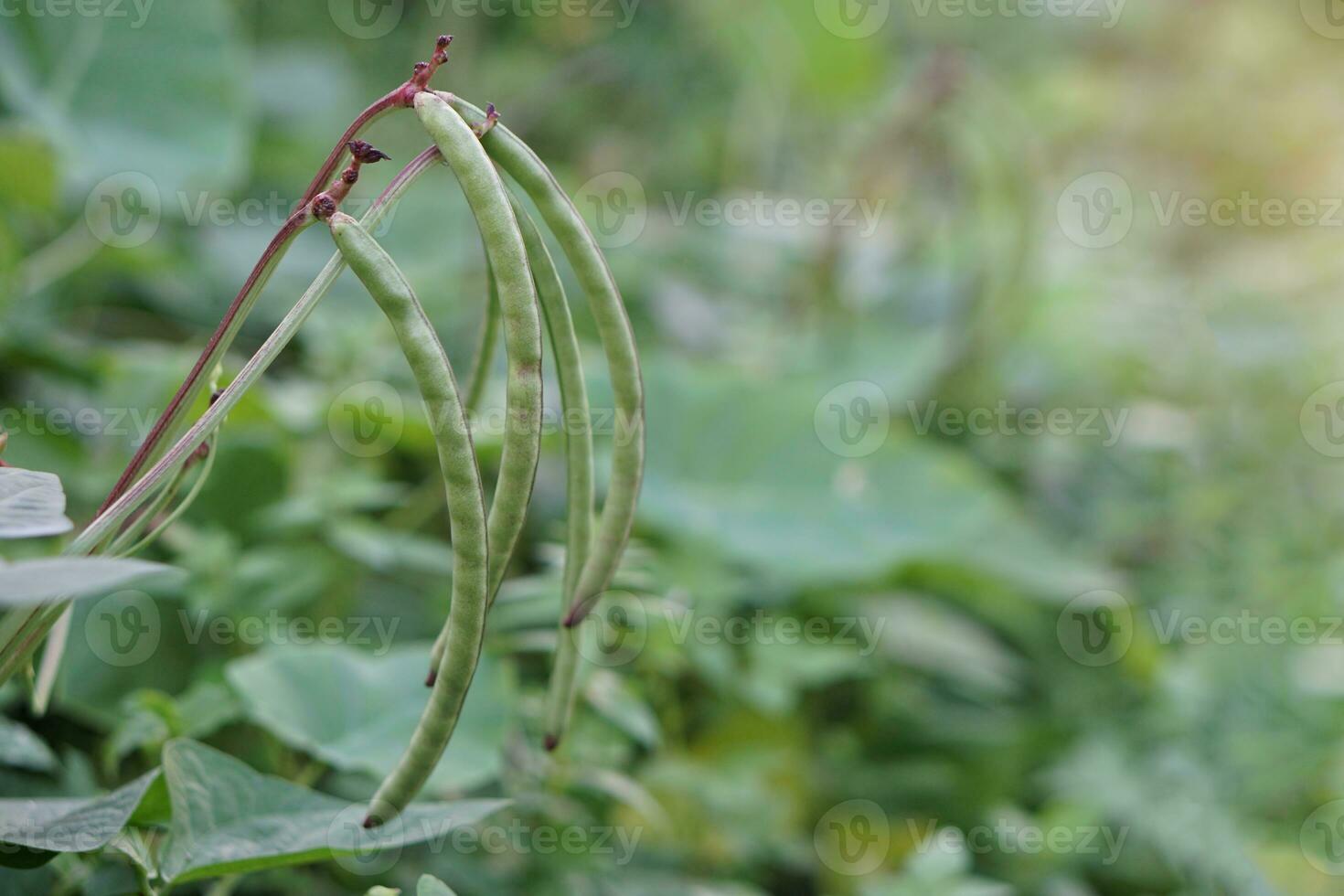 Organic green yard beans pods in garden. Concept, agriculture crops.Growing vegetables for eating in farmily, non toxic photo