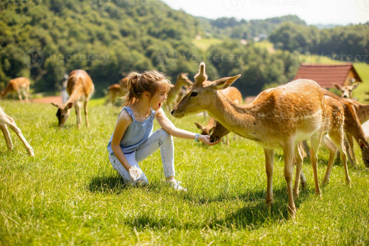 Little girl among reindeer herd on the sunny day photo