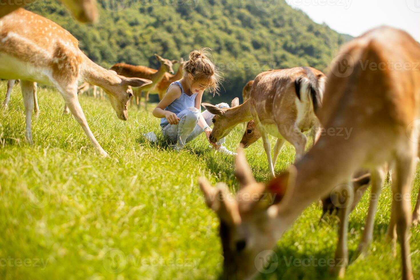 Little girl among reindeer herd on the sunny day photo