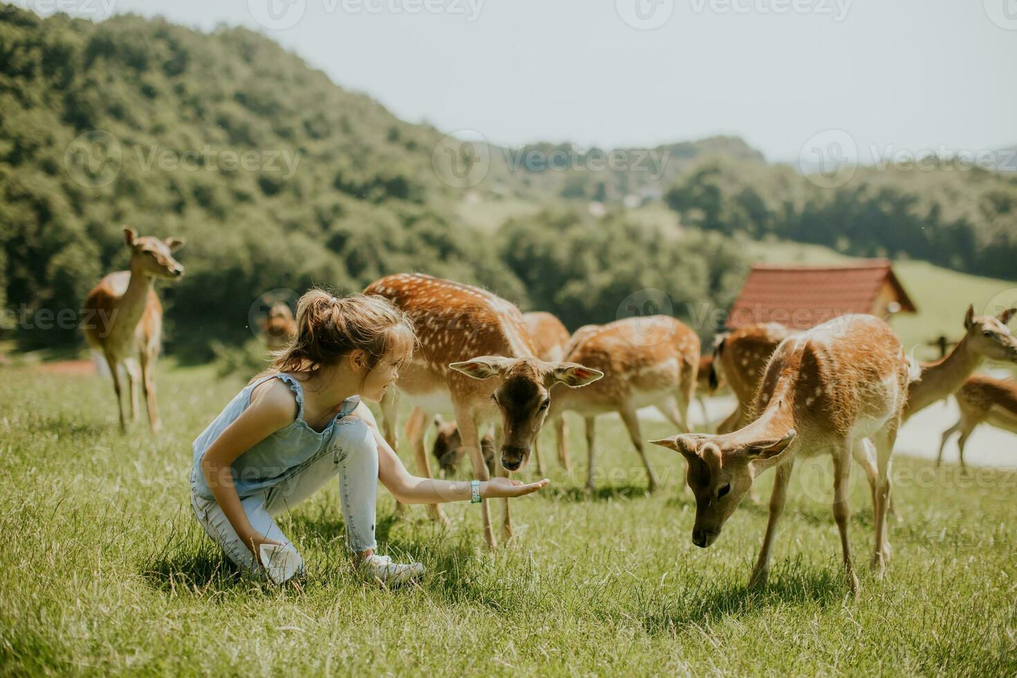 Little girl among reindeer herd on the sunny day photo