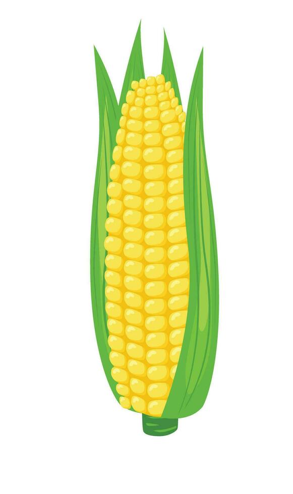 Corn vector. Corn on the cob. Corn cob cartoon. Organic food, vegetables concept. Flat vector in cartoon style isolated on white background.