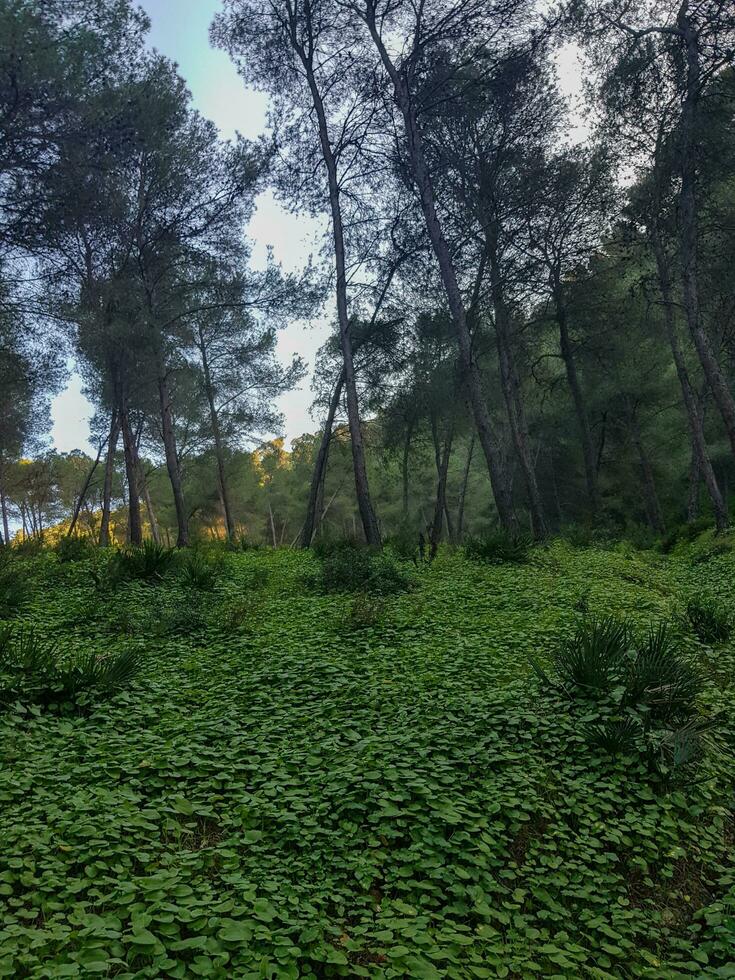 explorar el asombroso belleza de plantas en su maravilloso natural alrededores foto