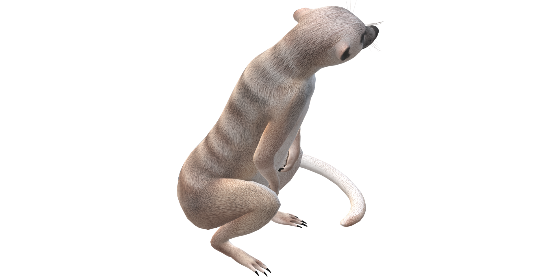 Meerkat isolated on a Transparent Background png