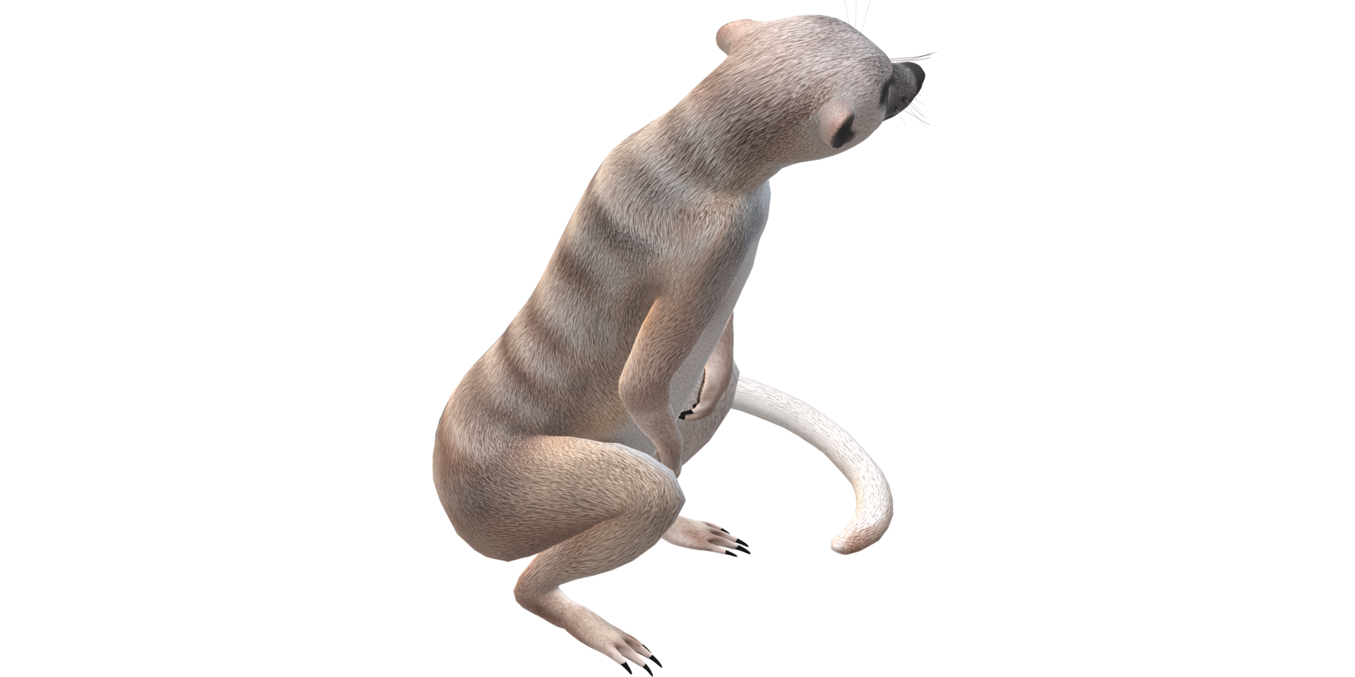 suricate isolé sur une transparent Contexte png