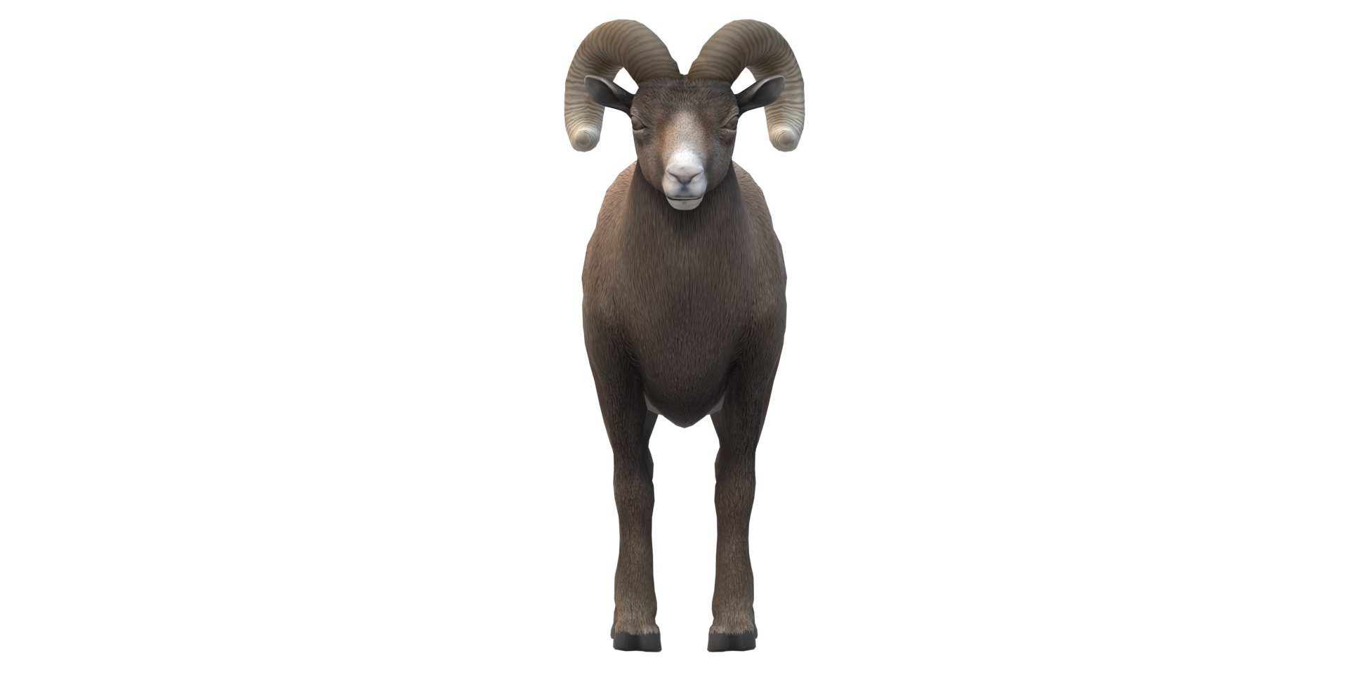Ram isolated on a Transparent Background png