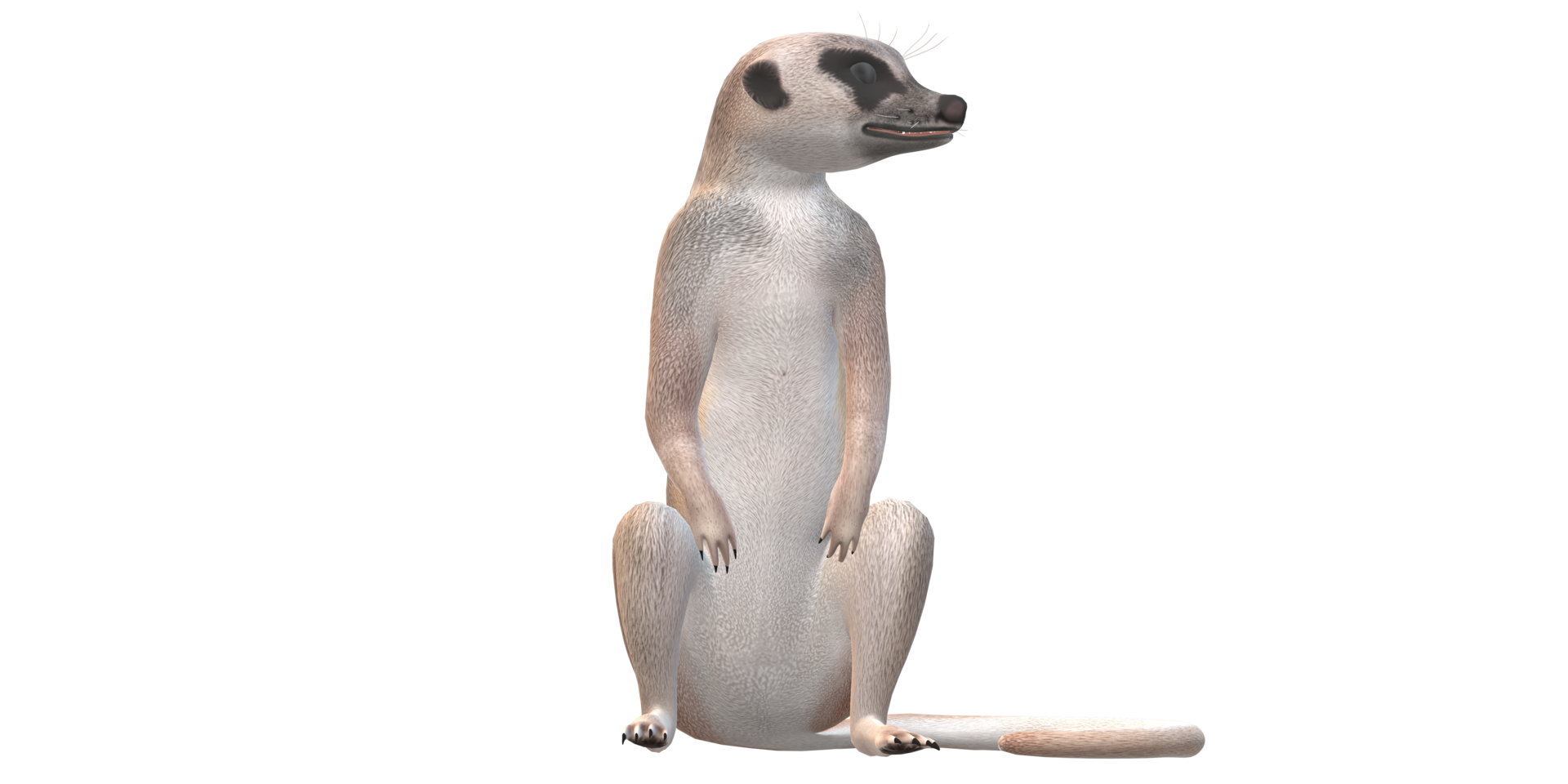 Meerkat isolated on a Transparent Background png