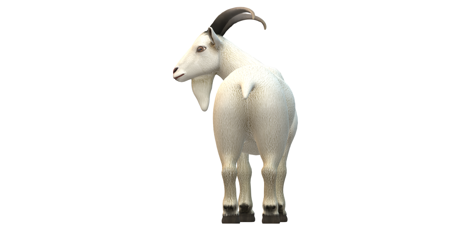 Goat isolated on a Transparent Background png