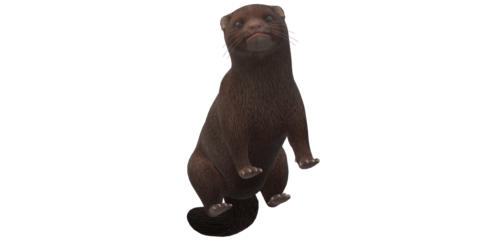 Mink isolated on a Transparent Background png