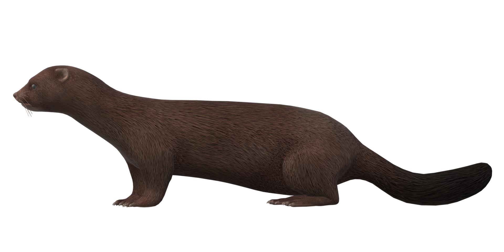 Mink isolated on a Transparent Background png
