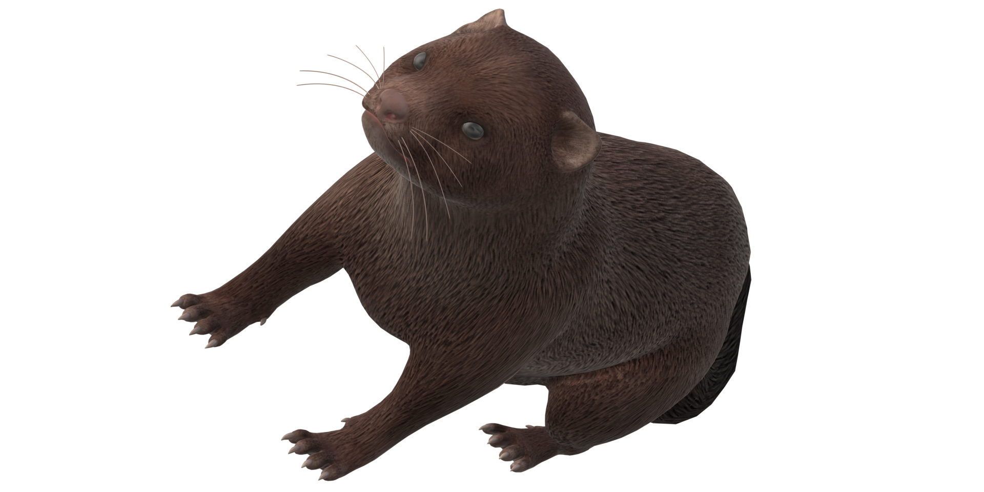 Mink isolated on a Transparent Background png