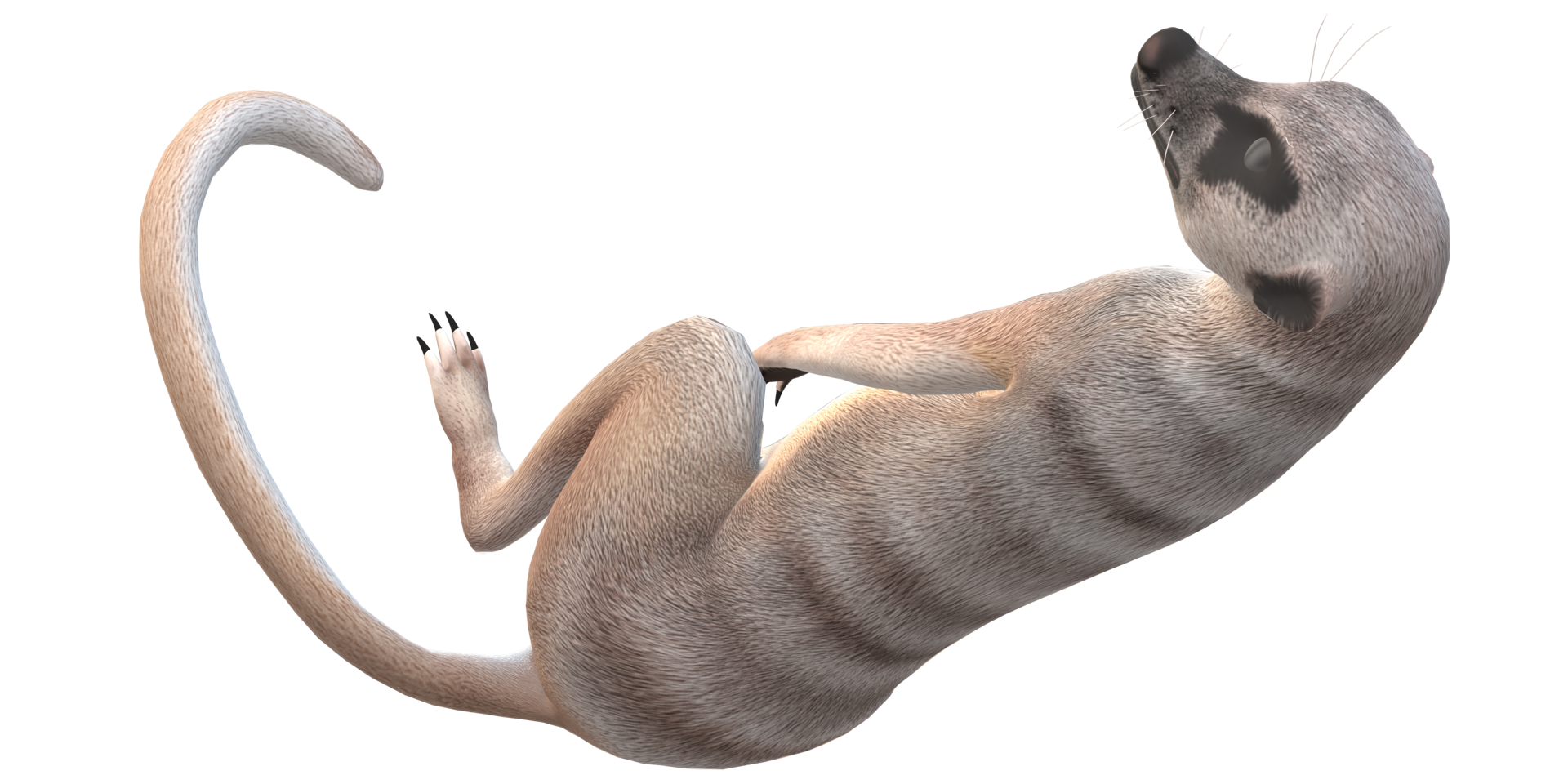 Meerkat isolated on a Transparent Background png
