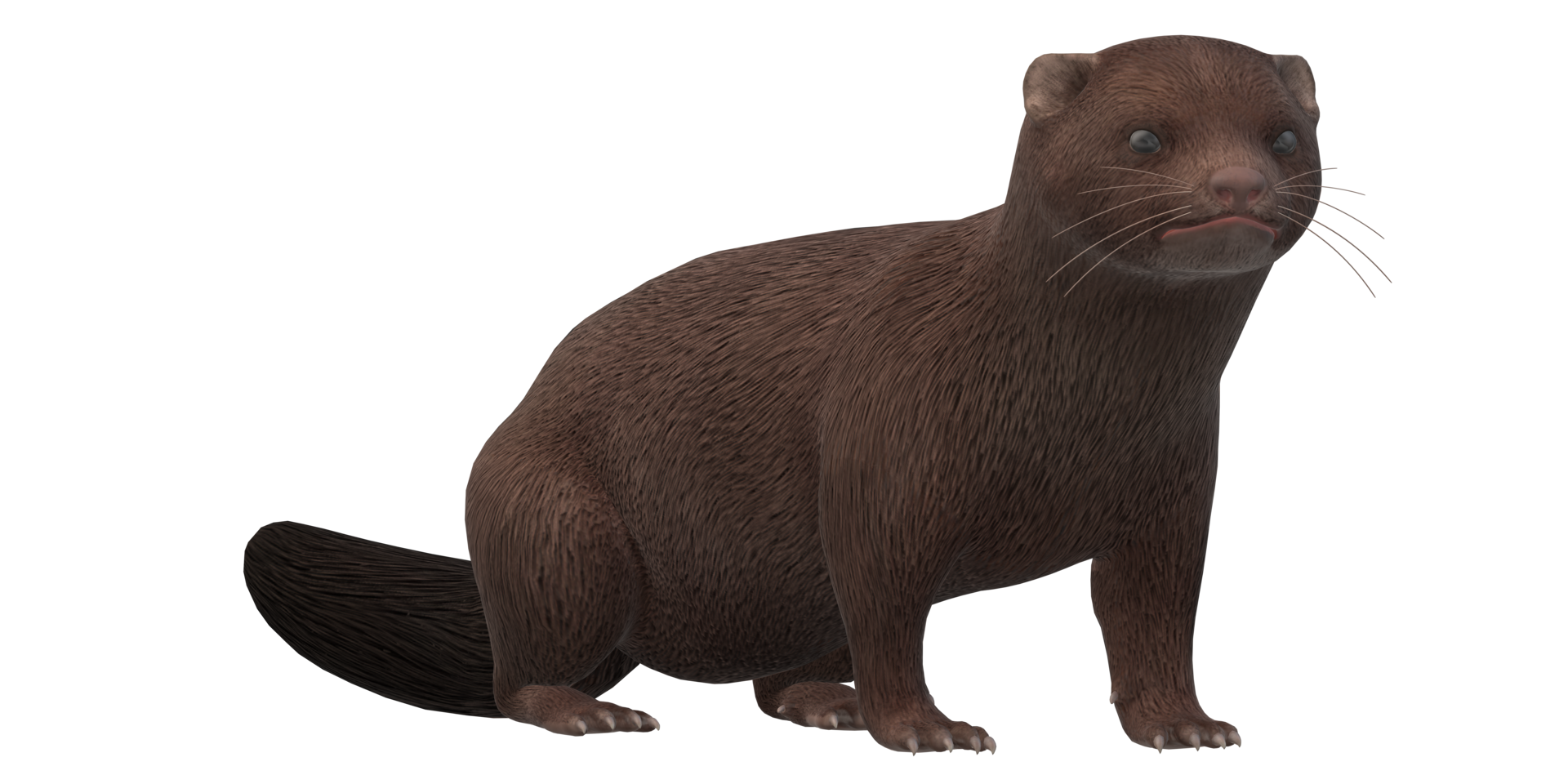 Mink isolated on a Transparent Background png