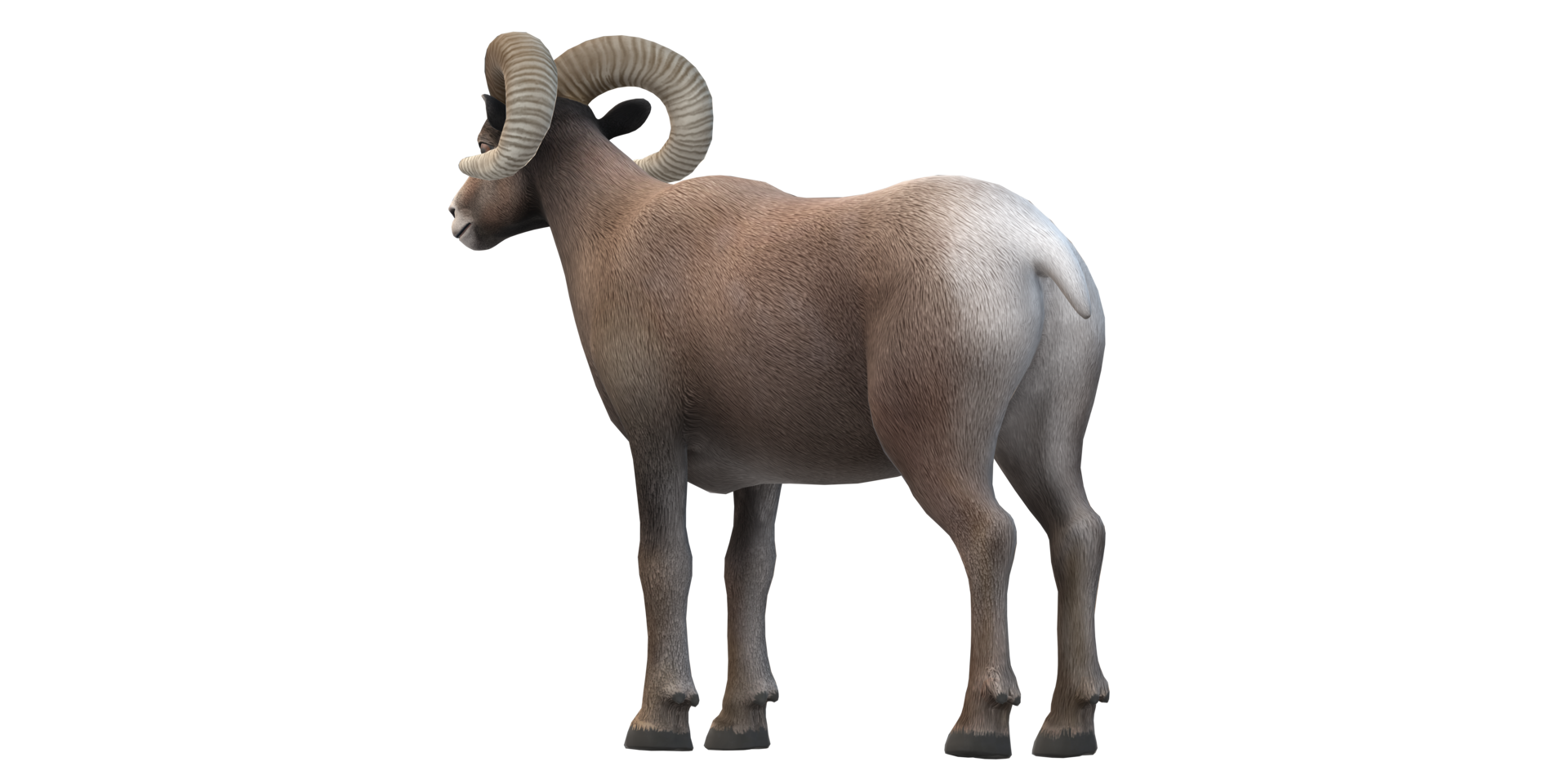 Ram isolated on a Transparent Background png