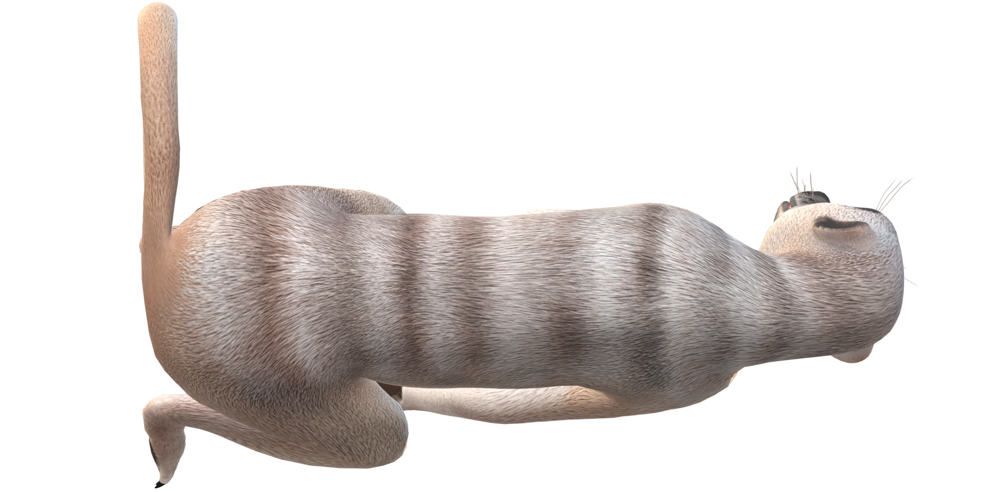 Meerkat isolated on a Transparent Background png