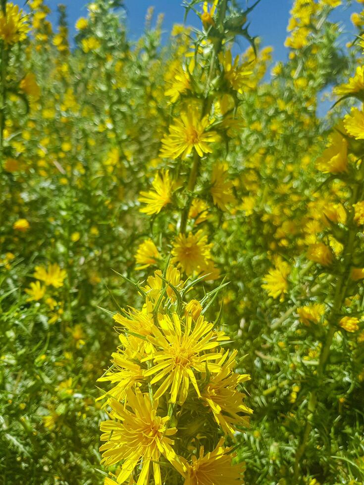 The thistle - a plant with a long history of human use photo