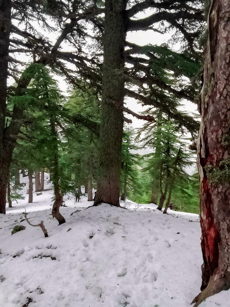 Winter wonderland majestic cedar amid snow photo