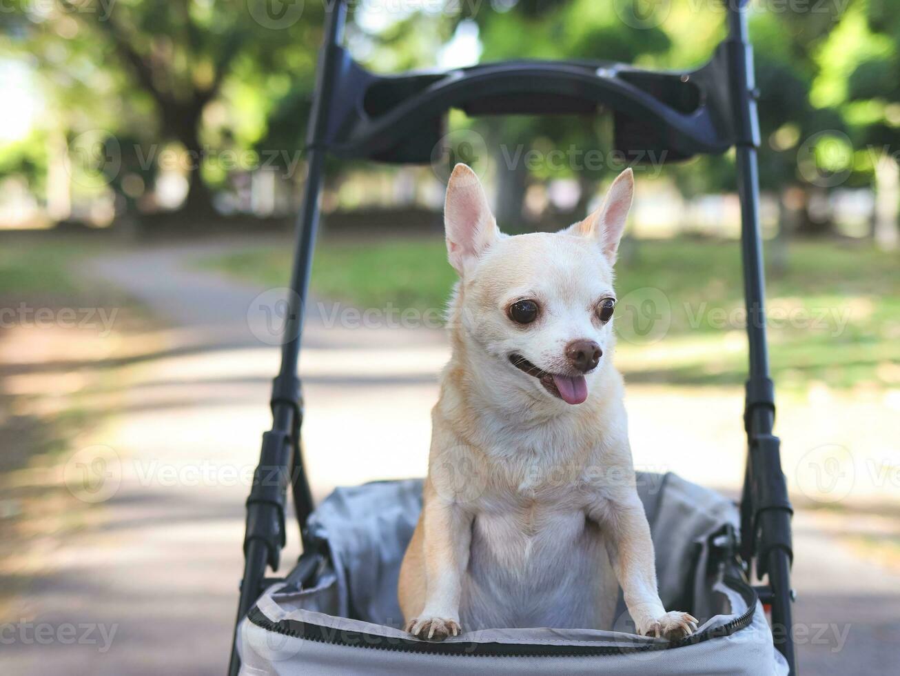 Happy brown short hair Chihuahua dog  standing in pet stroller in the park. looking curiously. photo